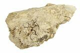 Partial Oreodont (Merycoidodon) Upper Skull - South Dakota #270140-1